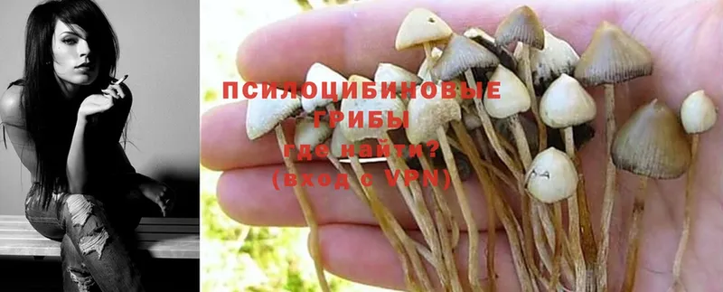 Псилоцибиновые грибы MAGIC MUSHROOMS  Электрогорск 